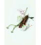 Натуральний дезодорант Corpus Natural Deodorant "Third Rose", 75 г